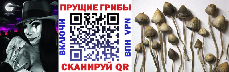купить наркоту  Моршанск  Галлюциногенные грибы прущие грибы 